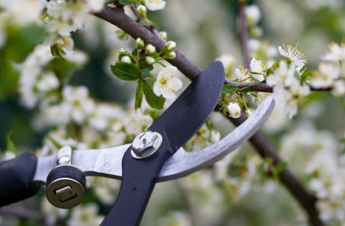 Sommer- und Winterschnitt